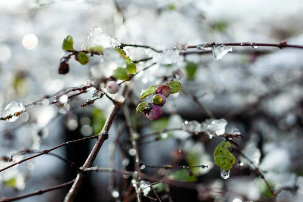Foco Suave Algumas Frutas Folhas Uma Árvore Com Gelo Durante — Fotografia de Stock