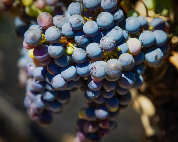 Closeup Shot Delicious Purple Grapes Captured Daylight Venice Italy — Stock Photo, Image