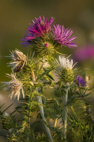 White, purple flowers together of purple milk thistle, boar thistle, Galactitis tomentosa, involucra spine tipped at dawn. Field, Malta, Mediterranean