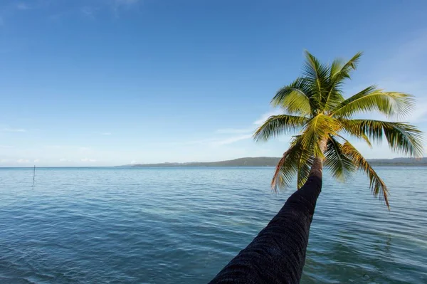 Красивая Пальма Берегу Океана Голубым Небом Запечатленная Раджа Осате Остров — стоковое фото