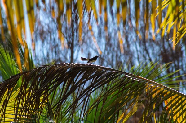 Una Captura Selectiva Pájaro Hermoso Árbol Capturado Raja Ampat Isla — Foto de Stock