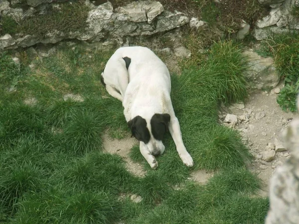 Cane Bianco Nero Sdraiato Terra — Foto Stock