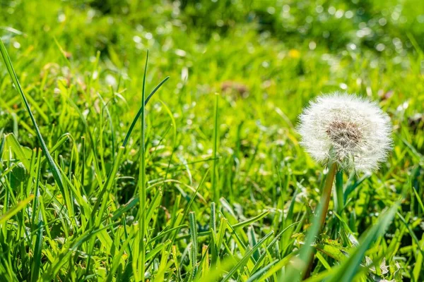 Yeşil Çimenlikteki Sıradan Bir Karahindibanın Seçici Odak Noktası — Stok fotoğraf