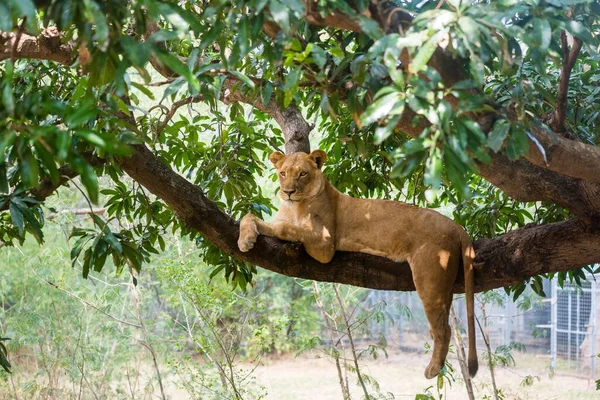 Lioness Hanging Tree Branch Mauritius Island — Stock Photo, Image