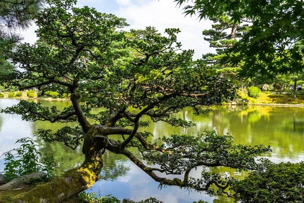 Hisnande Utsikt Över Dammen Och Träden Kenrokuen Trädgård Fångas Kanazawa — Stockfoto