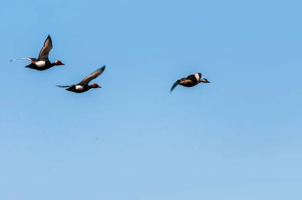 Een Verbazingwekkende Lage Hoek Shot Van Zwarte Skimmers Geïsoleerd Blauwe — Stockfoto