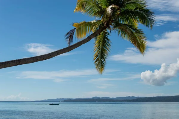 Egy Gyönyörű Pálmafa Óceán Felett Kék Alatt Elfogták Raja Ampatban — Stock Fotó