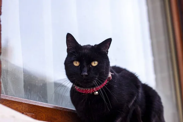 Красивая Черная Кошка Подоконнике Голодает Прямо Камеру — стоковое фото