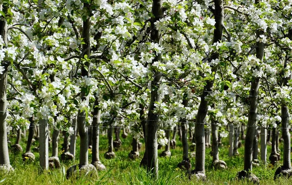 Piękny Sad Jabłoni Kwitnącymi Białymi Kwiatami — Zdjęcie stockowe