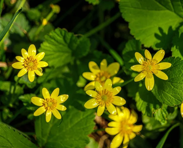 Plan Angle Élevé Fleurs Jaunes Dans Nature — Photo