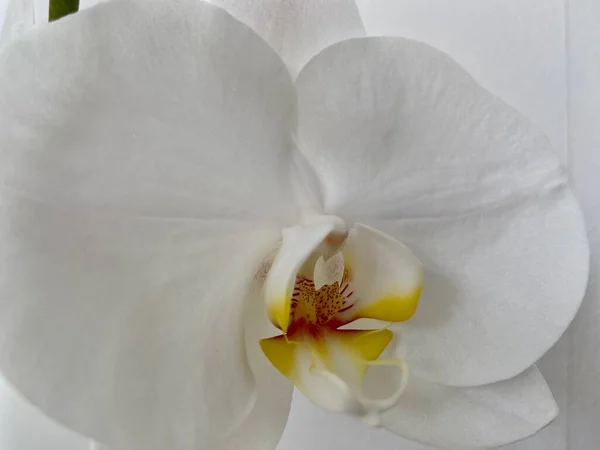 Kapalı Alanda Yetişen Güzel Beyaz Bir Falaenopsis Orkidesinin Yakın Çekimi — Stok fotoğraf