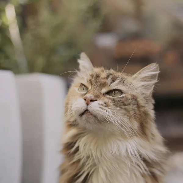 Disparo Selectivo Enfoque Gato Callejero Oro Con Ojos Verdes Hermosos — Foto de Stock