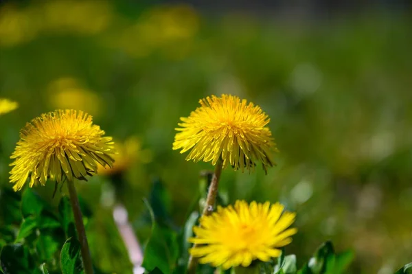 Вибірковий Знімок Фокусу Красивих Жовтих Квітів Трав Янистому Полі — стокове фото