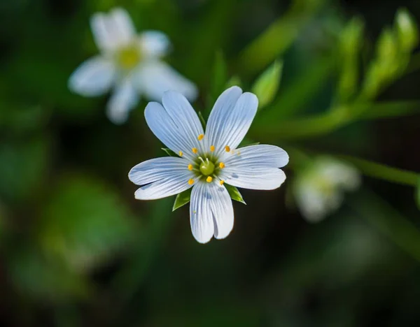 Ένα Όμορφο Κοντινό Πλάνο Του Chickweed Θολή Πράσινο Φόντο — Φωτογραφία Αρχείου