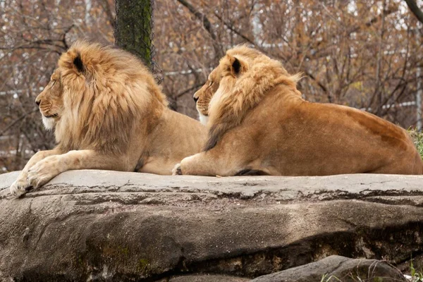 匹兹堡动物园里两只狮子在岩石上放松的特写镜头 — 图库照片