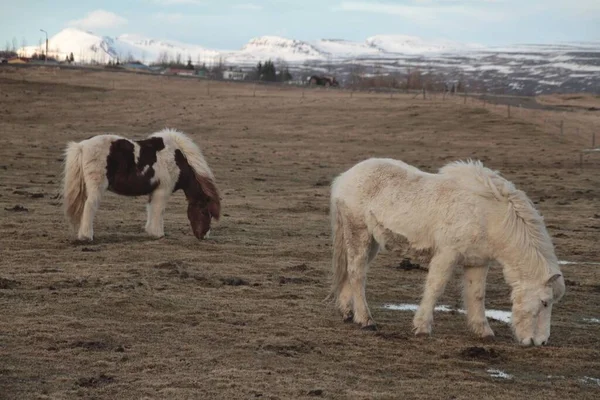 Hermoso Tiro Dos Animales Pony Campo Con Montañas Cubiertas Nieve —  Fotos de Stock