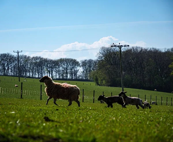 Vacker Bild Får Och Hennes Ungar Som Springer Gräset — Stockfoto