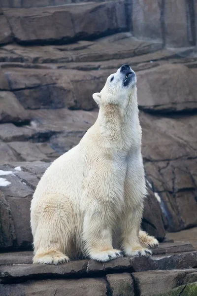 Colpo Verticale Orso Polare Una Montagna Rocciosa — Foto Stock