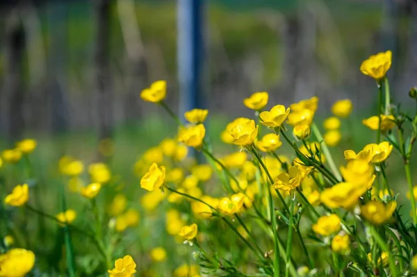 Selektywne Ujęcie Ostrości Pięknych Żółtych Kwiatów Polu Pokrytym Trawą — Zdjęcie stockowe
