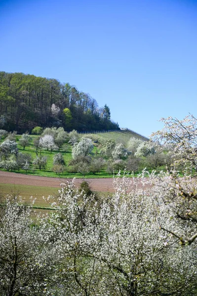 Colpo Verticale Albero Pieno Fiori Bianchi Campo Coperto Erba Vicino — Foto Stock