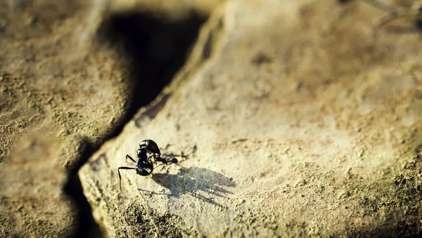 Vysokoúhlý Detailní Záběr Dvou Mravenců Skále — Stock fotografie