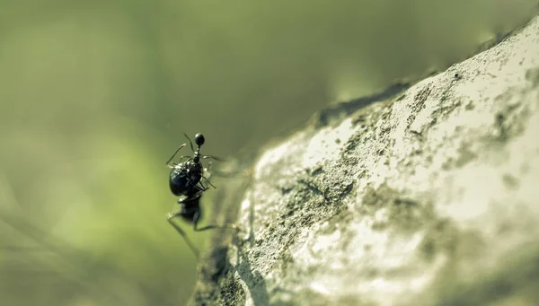 Tiro Bonito Uma Formiga Grande Abraçando Outro Menor Natureza — Fotografia de Stock