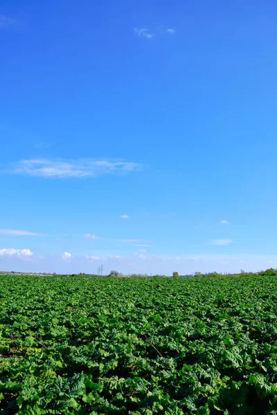 Pionowe Ujęcie Zielonej Farmy Pod Czystym Błękitnym Niebem Przechwytuje West — Zdjęcie stockowe
