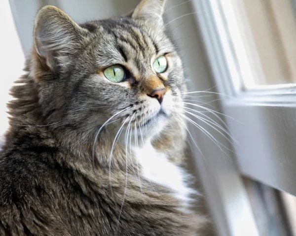 Eine Nahaufnahme Einer Entzückenden Hauskatze Die Vor Dem Fenster Sonnenlicht — Stockfoto