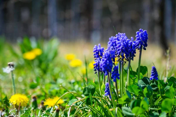 Une Mise Point Sélective Fleurs Violettes Exotiques Milieu Champ Couvert — Photo