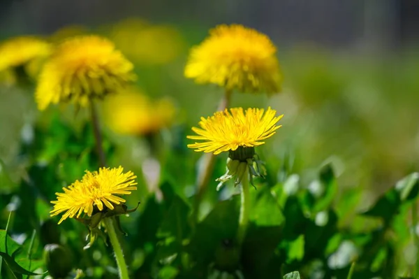 Tiro Foco Seletivo Belas Flores Amarelas Campo Coberto Grama — Fotografia de Stock