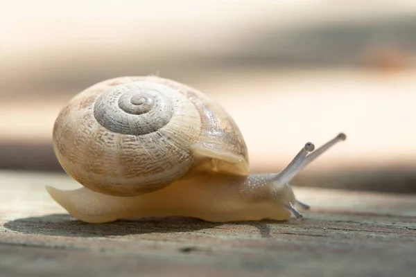 Enfoque Suave Caracol Que Rastrea Pavimento Madera Día Soleado —  Fotos de Stock