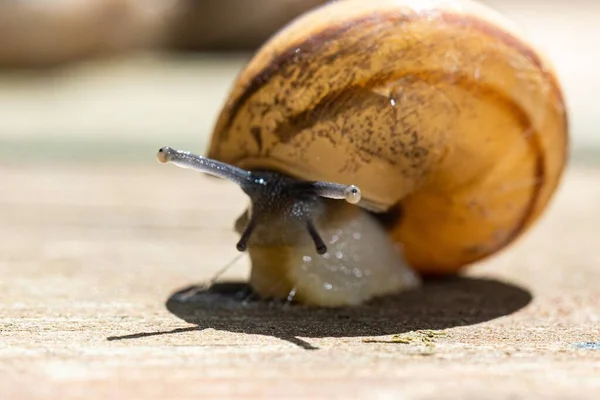 기어다니는 달팽이 의부드러운 — 스톡 사진