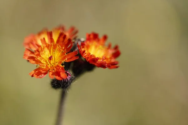 Eine Nahaufnahme Von Orangefarbenem Habichtskraut Das Vor Verschwommenem Hintergrund Blüht — Stockfoto