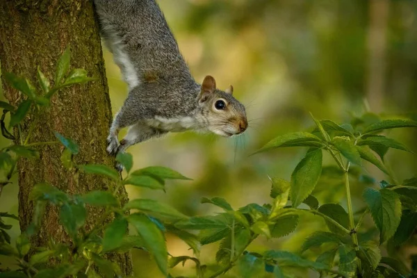 Selective Focus Shot Cute Squirrel Tree Trunk Middle Forest — Stock Photo, Image