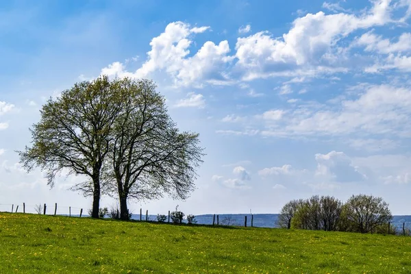 Zelený Park Stromy Během Slunečného Dne — Stock fotografie