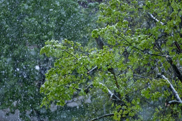 Belo Tiro Das Árvores Com Folhas Verdes Primavera Enquanto Nevando — Fotografia de Stock