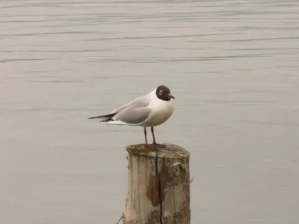 Sea Bird Perched Log Sea Daytime — Stock Photo, Image