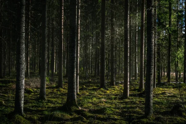 Bel Colpo Foresta Con Alti Alberi Verdi Con Sole Che — Foto Stock