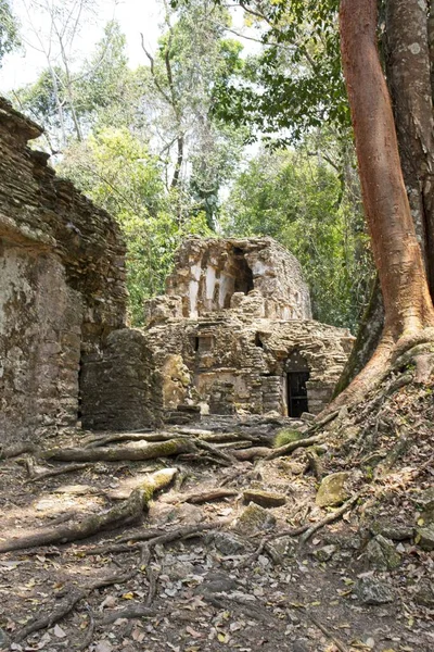 Vertikální Záběr Yaxchilských Ruin Chiapasu Mexiko — Stock fotografie