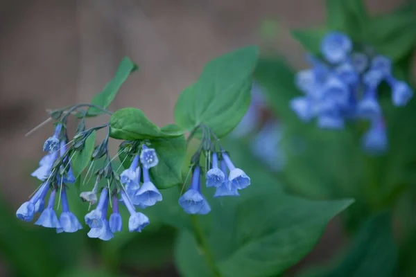 背景模糊的蓝铃花的特写镜头 — 图库照片