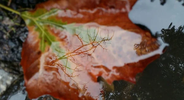 水たまりの中の反射を通して木のクローズアップショット — ストック写真