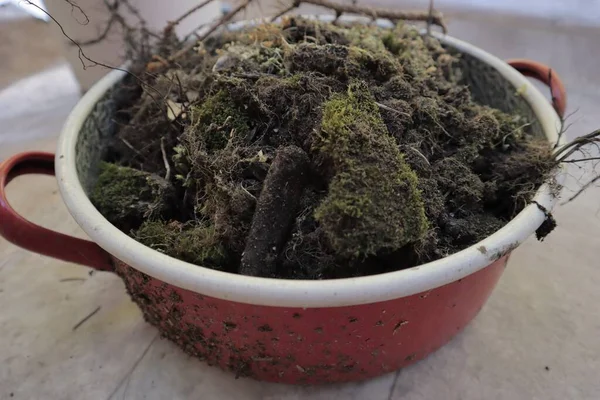 Een Close Shot Van Een Volle Rode Potted Mos Een — Stockfoto