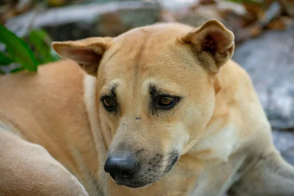 Egy Közeli Felvétel Egy Szomorú Barna Kutyáról Homályos Háttérrel — Stock Fotó