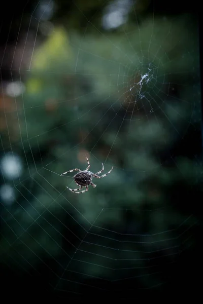 Gros Plan Sélectif Une Araignée Noire Marchant Sur Une Toile — Photo