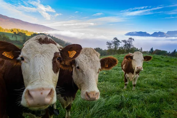 Una Manada Vacas Pastando Pasto Durante Día — Foto de Stock