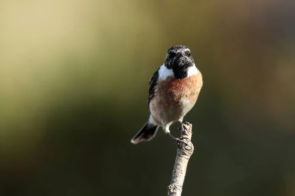 Zimujący Mężczyzna Europejski Stonechat Saxicola Rubicola Siaduję Gałąź Malta Morze — Zdjęcie stockowe