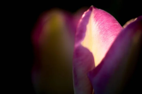 Селективный Снимок Крупным Планом Удивительного Цветка Тюльпана — стоковое фото