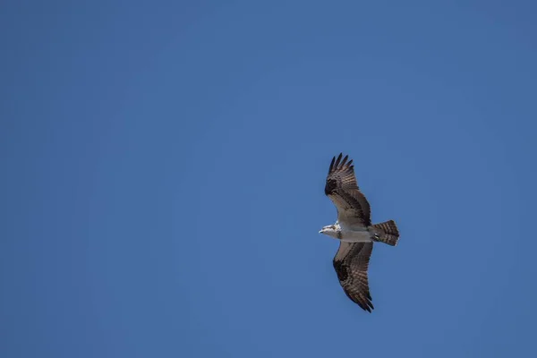 Fascinante Vista Del Pájaro Halcón Volando Cielo Azul — Foto de Stock