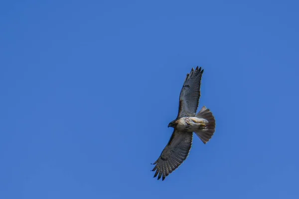 Het Betoverende Uitzicht Van Havik Vogel Vliegend Blauwe Lucht — Stockfoto