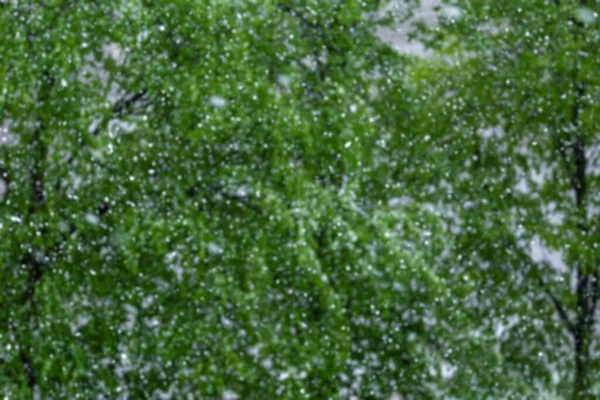 Una Bella Foto Degli Alberi Con Foglie Verdi Primavera Mentre — Foto Stock